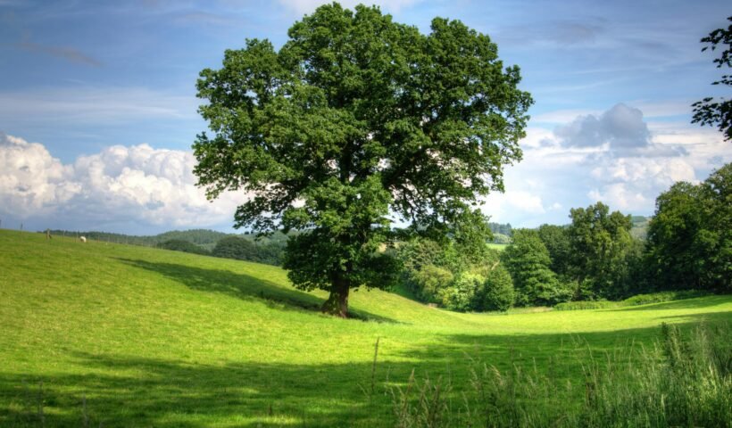 thps 3 4 stiffy over the hill