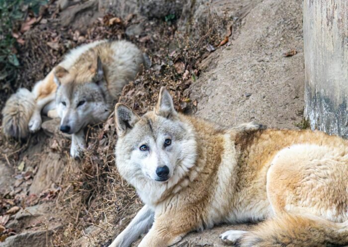 the allele for black noses in wolves is dominant