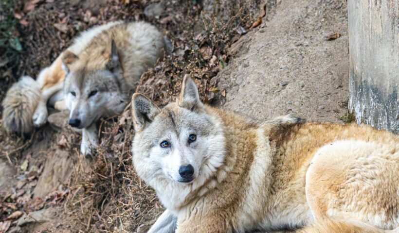 the allele for black noses in wolves is dominant