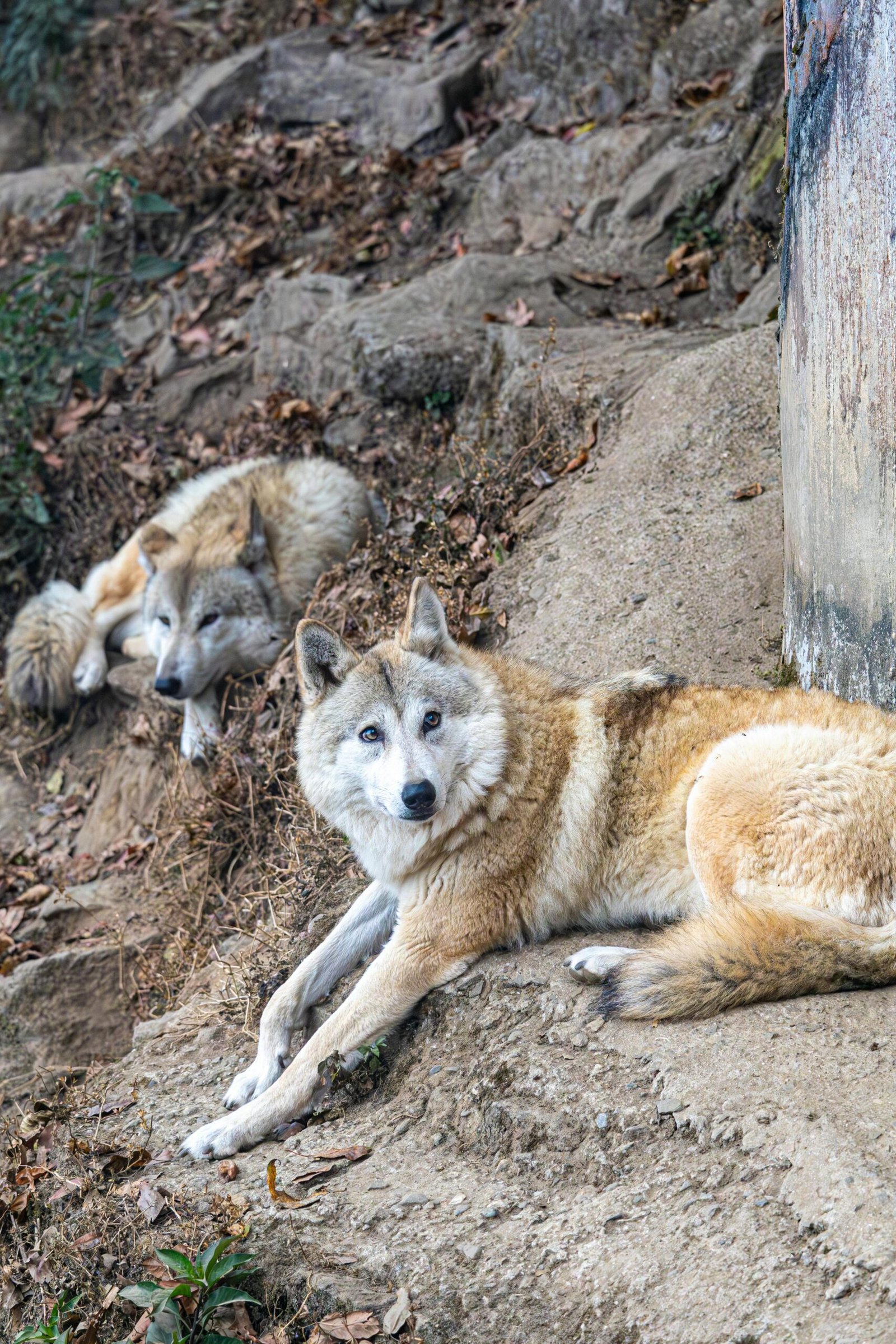 the allele for black noses in wolves is dominant